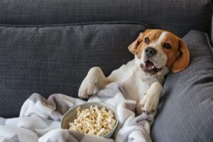 A 10 legjobb kutyás film toplistája