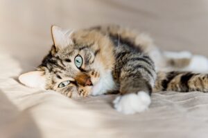 Macskák világnapja: Mit ünneplünk pontosan augusztus 8-án?