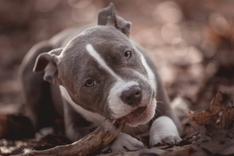 amerikai bully