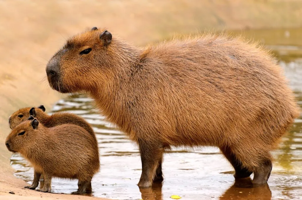 Capybara kölykök Capybara kölykök