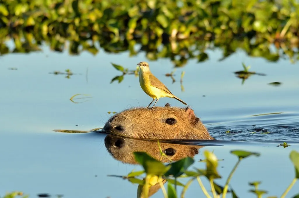 capybara madár a fején capybara madár a fején