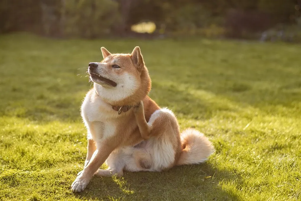 vakarózó shiba inu vakarózó shiba inu