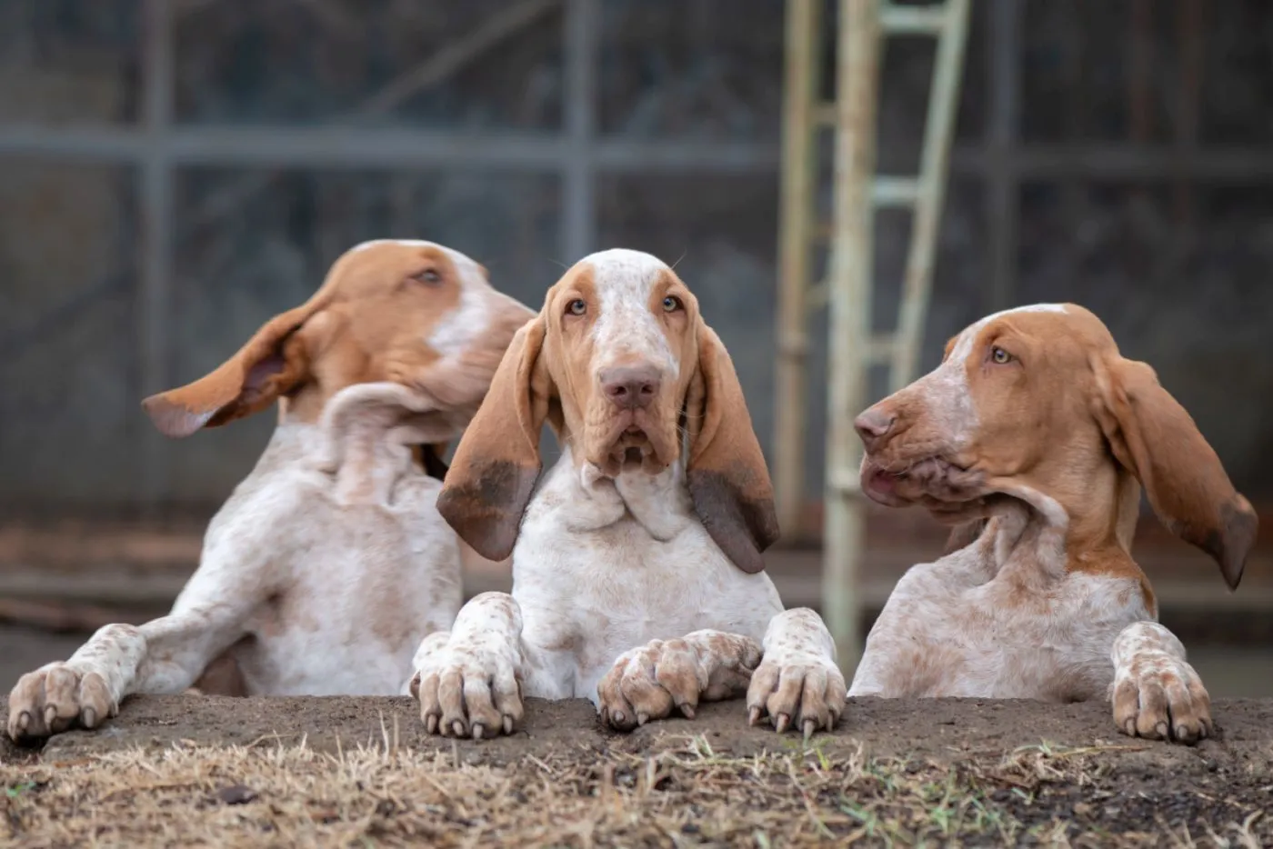 Imádnivaló olasz pointer kölykök (Bracco Italiano)