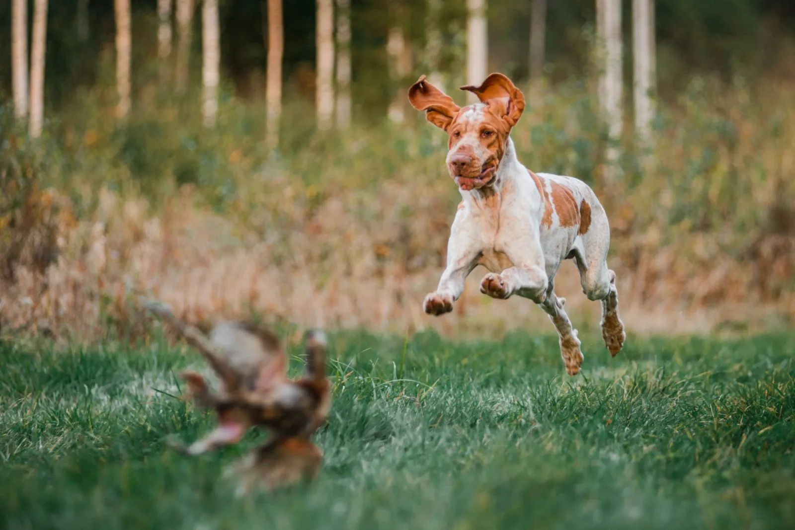 Imádnivaló Bracco Italiano pointer kutya vadászik szárnyasokra a réten