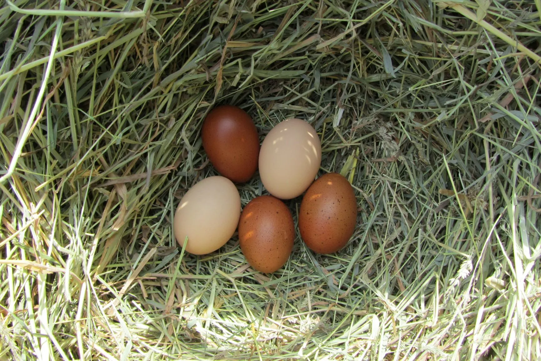 A maránok zárt tartási helyen és szabadon is tarthatók. A maránok zárt tartási helyen és szabadon is tarthatók.