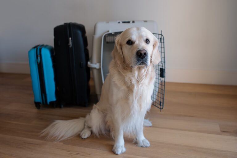 Nagy kutya golden retriever közel a légitársasági teherszállító kisállathordozóhoz