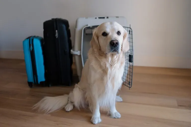 Nagy kutya golden retriever közel a légitársasági teherszállító kisállathordozóhoz