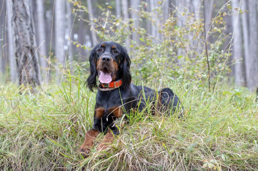 Gordon Setter vadászkutya az erdőben hívásra