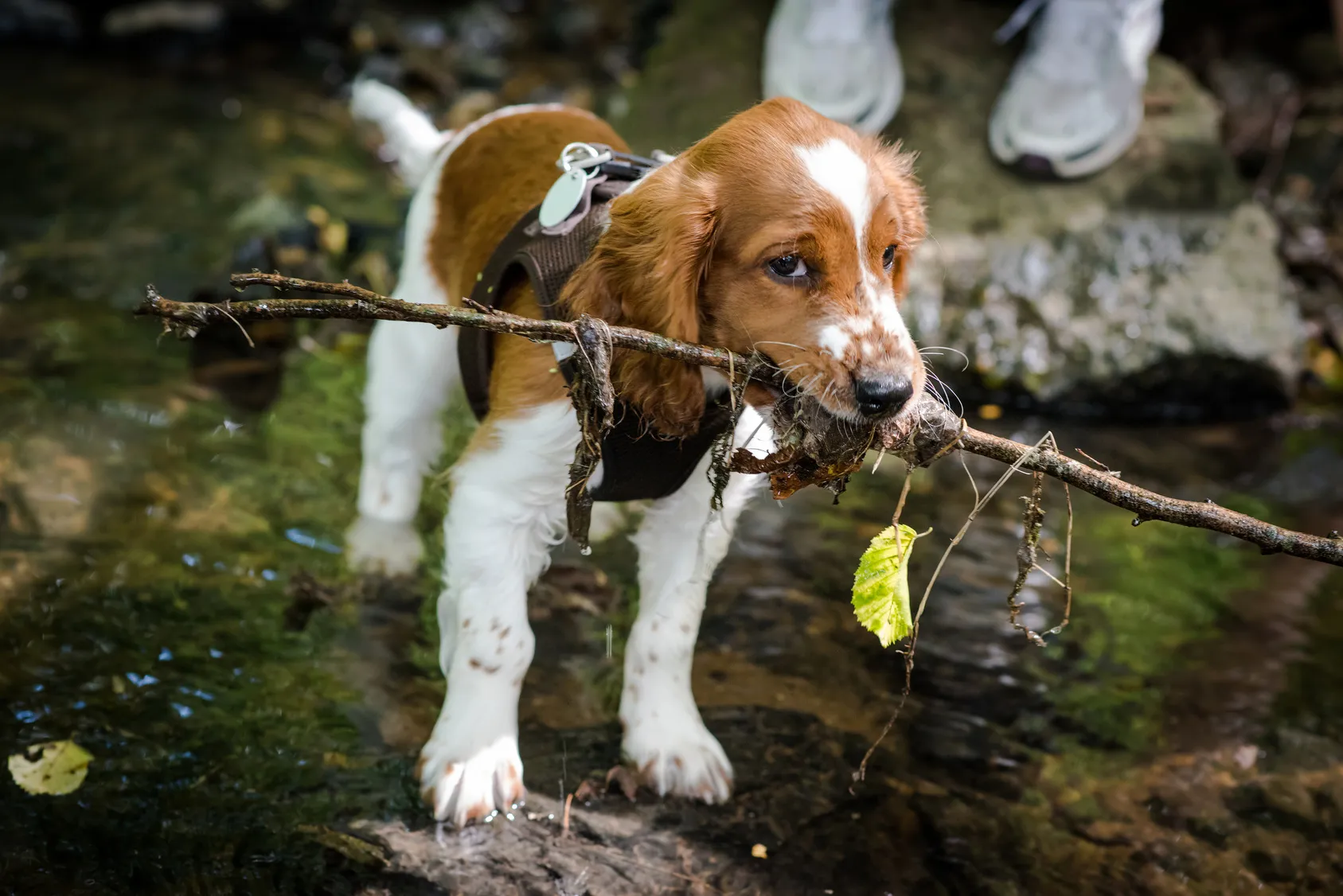 Aranyos Welsh Springer spániel kölyökkutya először játszik a patakban