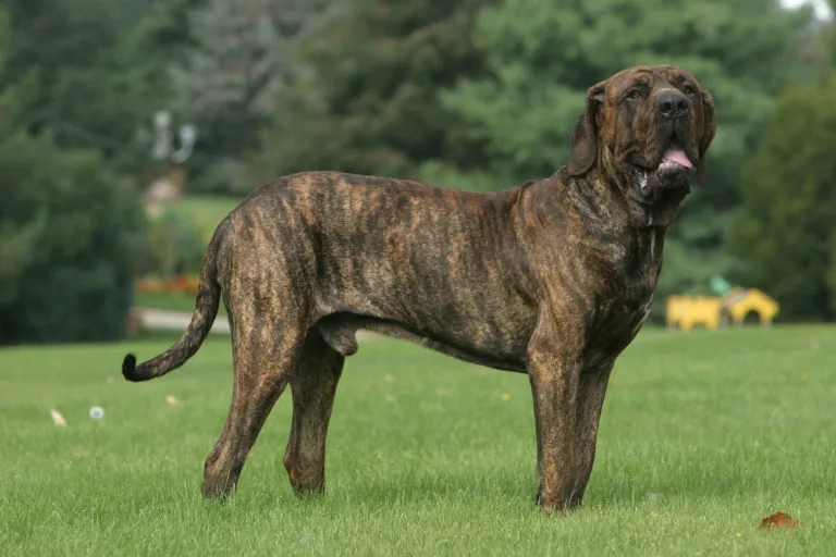 A Fila Brasileiro, mint minden Molosser, későn nő fel. Tehát készüljetek fel egy hosszú pubertásra.