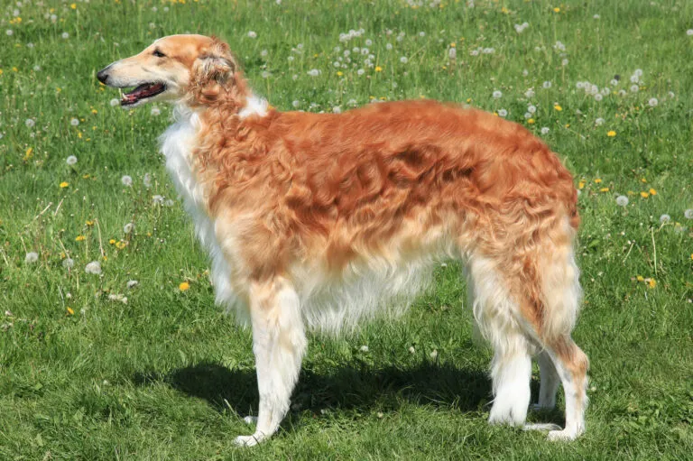 Typical Borzoi – Russian hunting Sighthound on a green grass l