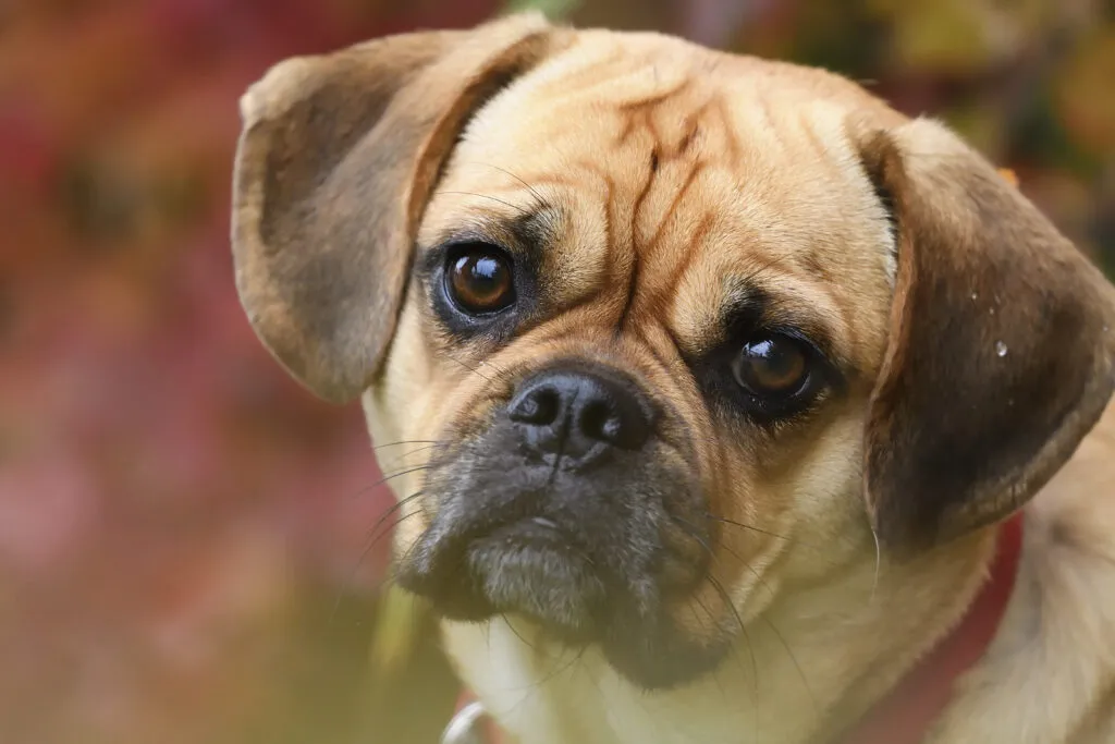 A Puggle kutya sima, rövid szőrzetű.