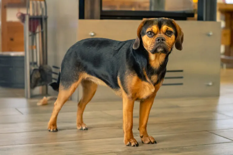 A Puggle a modern dizájner kutyák egyike.