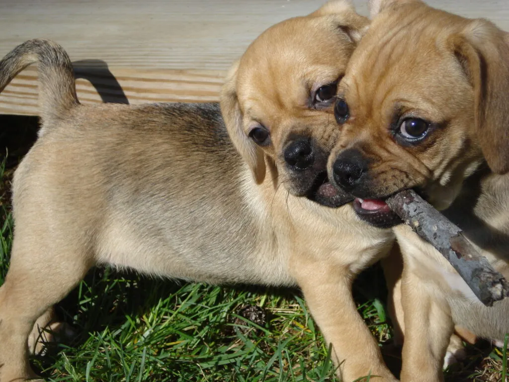 A Puggles szerethető kis fickók, és egyre népszerűbbek a kutyabarátok körében.