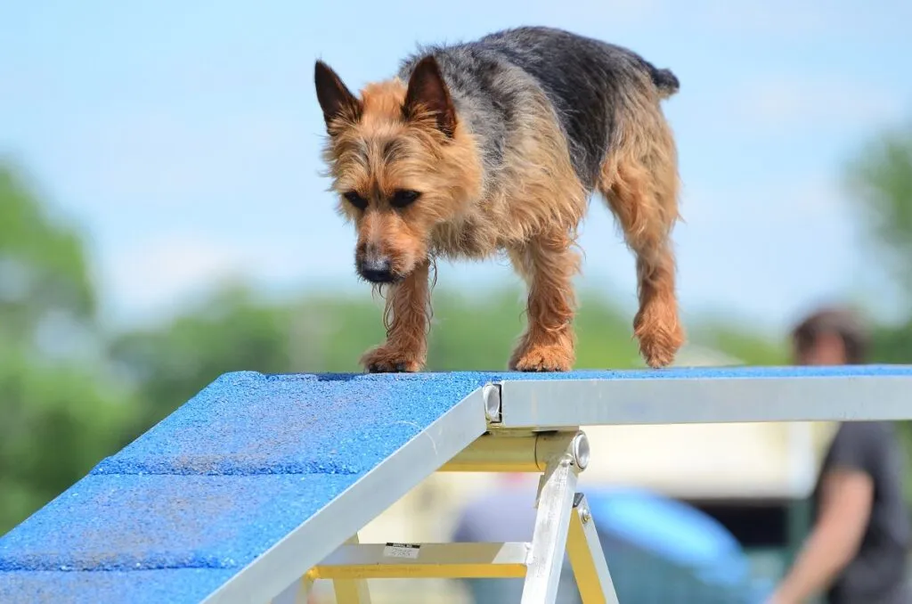 Ausztrál terrier futás a kutyasétáltatón egy agility versenyen