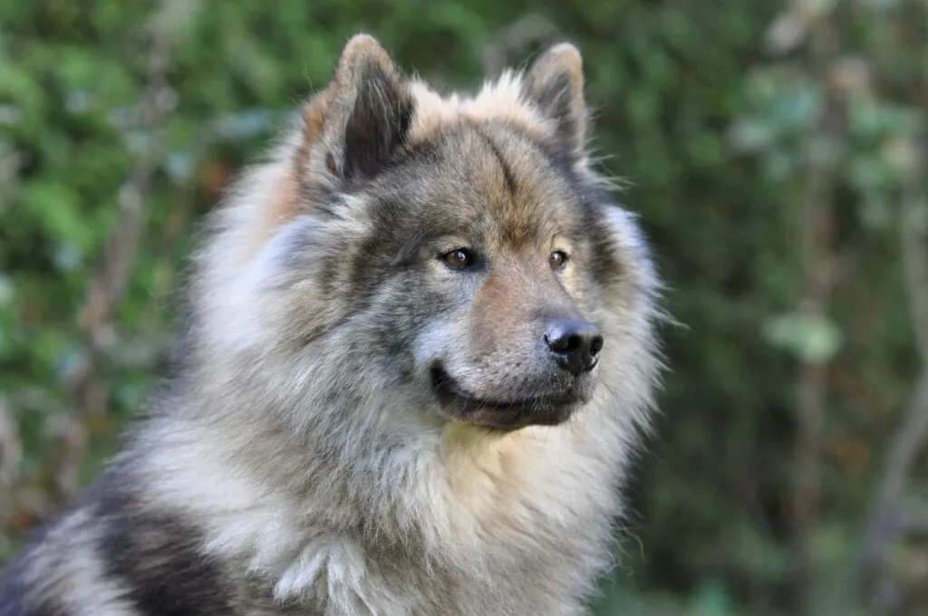 Az Eurasier jól kijön a gyerekekkel