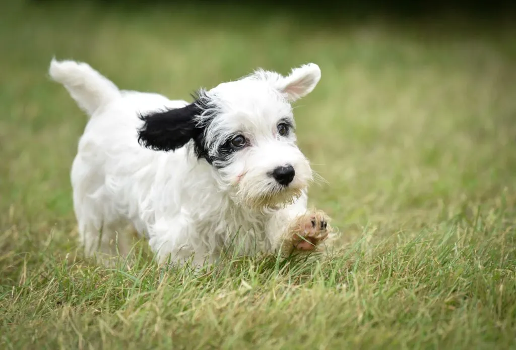 A Sealyham terrier éppúgy alkalmas kezdőknek és gyermekes családoknak, mint a nyugodt életet kedvelő idősebb kutyabarátoknak