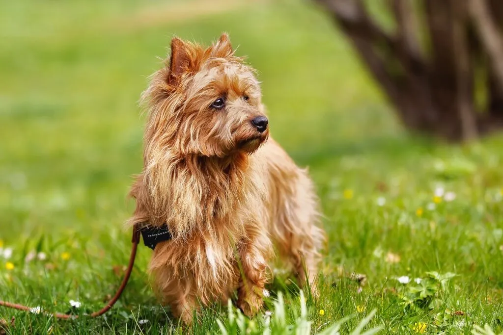 Pured ausztrál terrier kutya kint a fűben tavasszal/nyáron