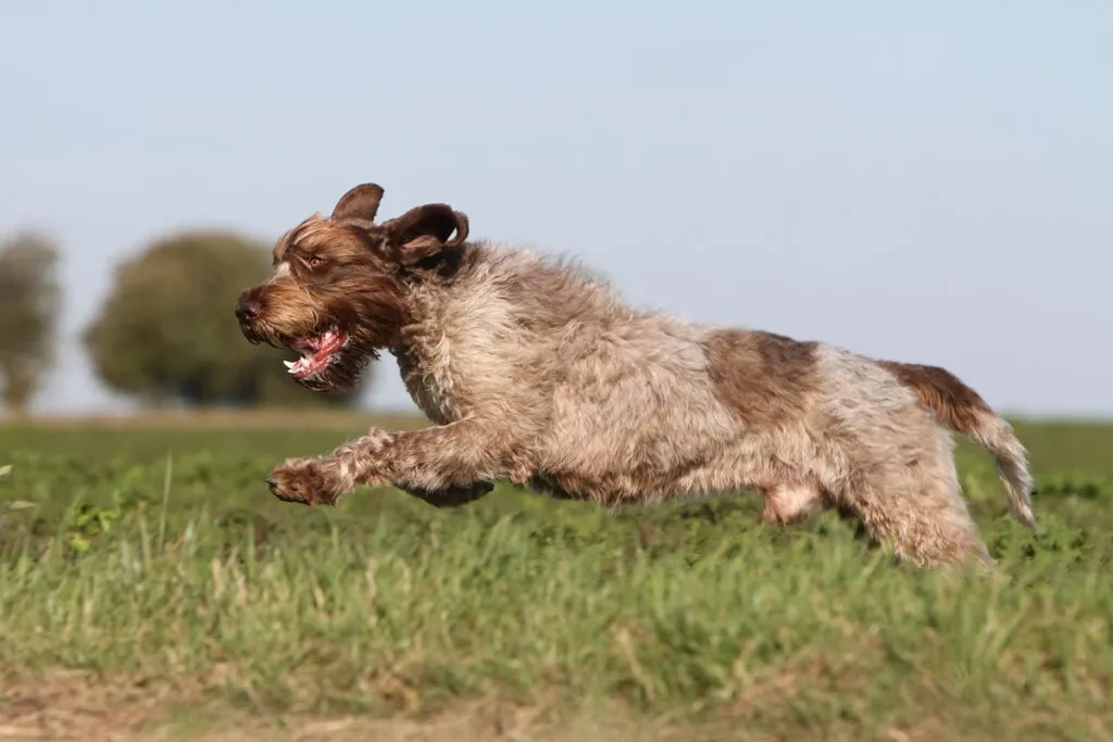 Drótszőrű griffon szaglászási feladat közben, például mantrailing során