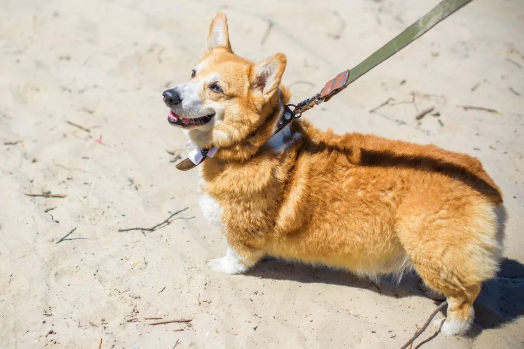 Corgi kutyapórázzal: flexi, bőr és nejlon opciók Egy corgi különböző típusú pórázokkal: flexi, bőr és nejlon változatban, séta előtt