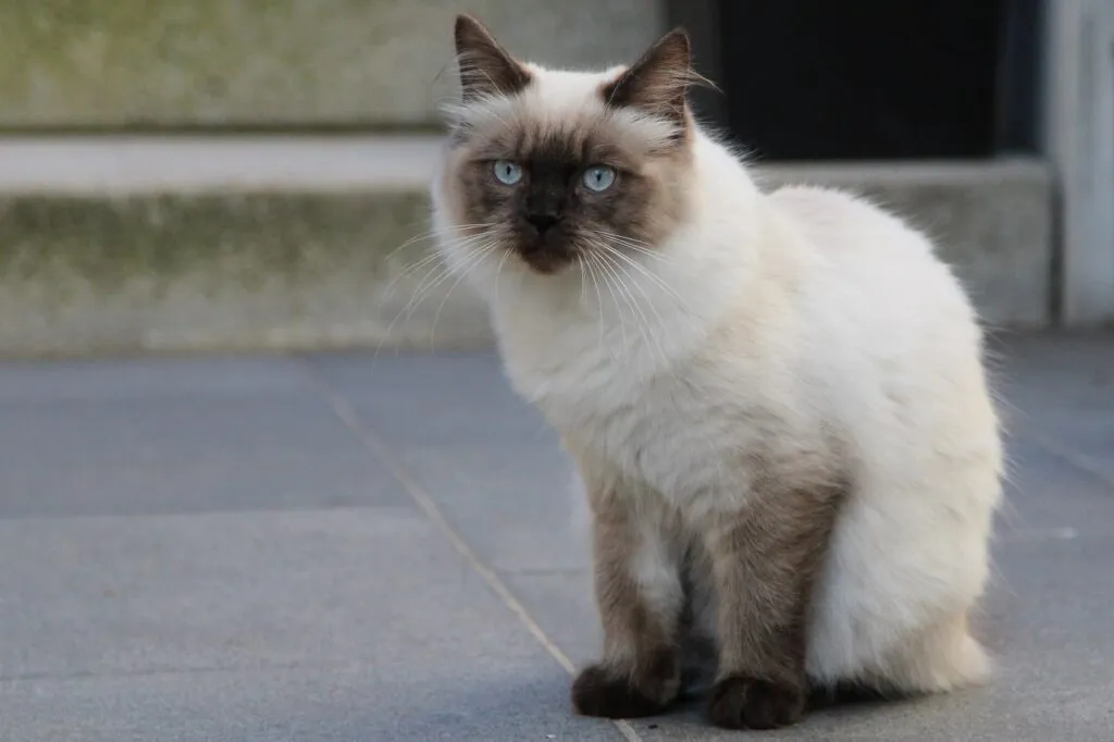 RagaMuffin macska sűrű bundával. RagaMuffin macska sűrű, nyúlszerű bundával ülve.
