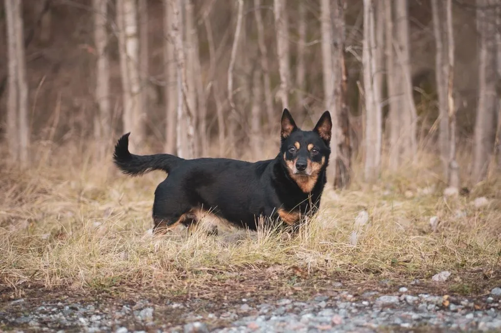 Lancashire heeler, a hosszú életű kutyafajta (szimbolikus kép).