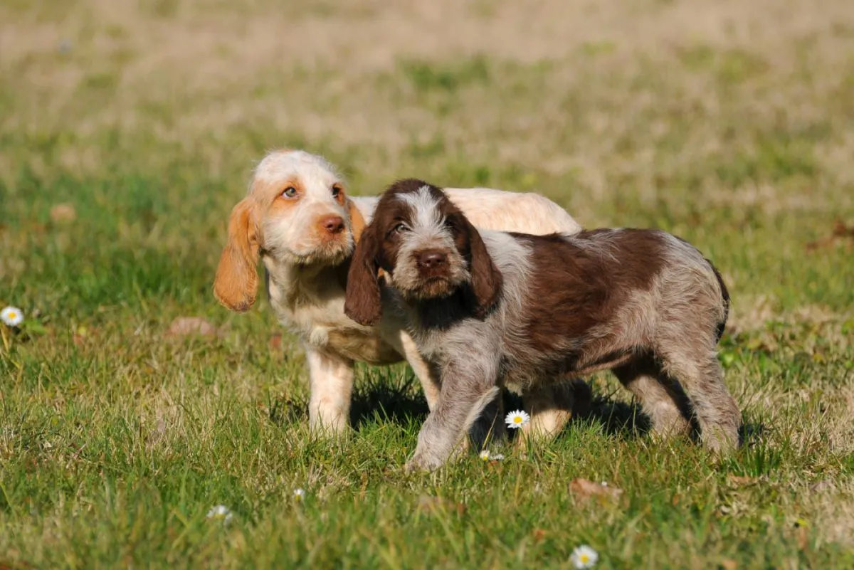Spinone Italiano k&ouml;lyk&ouml;k