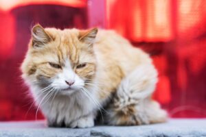 Macska AIDS (feline immundeficiencia vírus, FIV): tünetek, stádiumok és kezelés