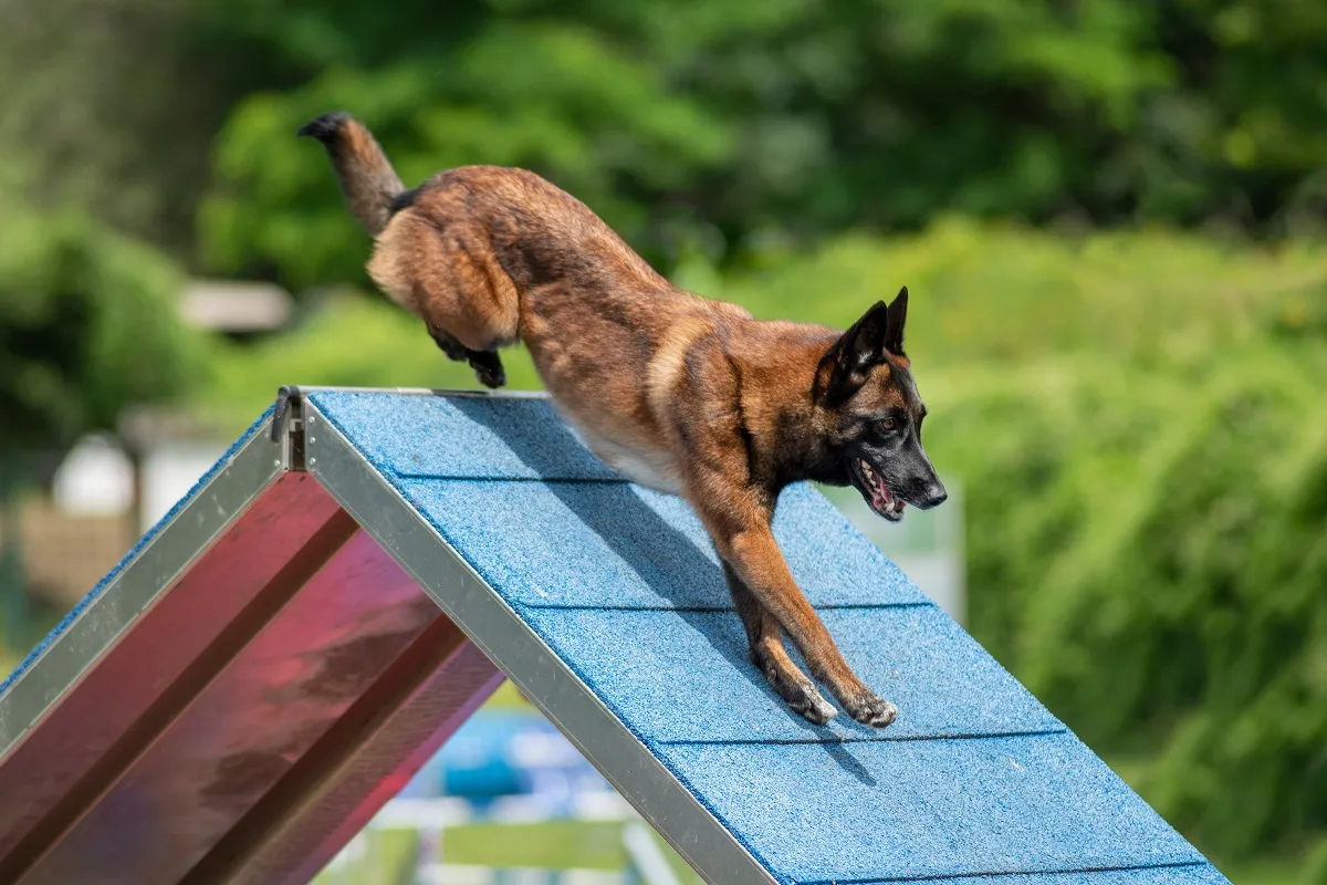 Malinois agility k&ouml;zben