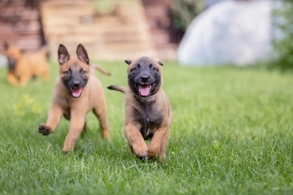 Malinois k&ouml;lyk&ouml;k