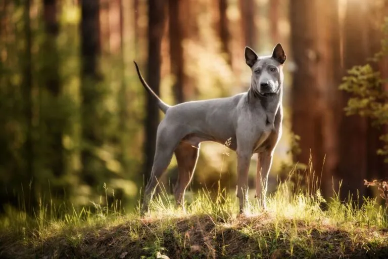Thai ridgeback