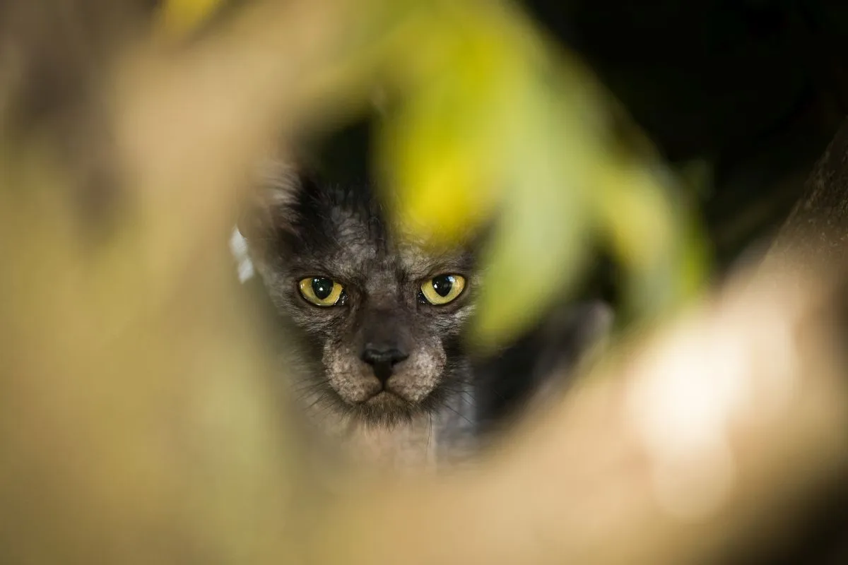 Egy farkasmacska arca