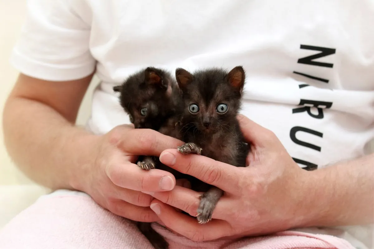 Lykoi k&ouml;ly&ouml;kmacsk&aacute;k