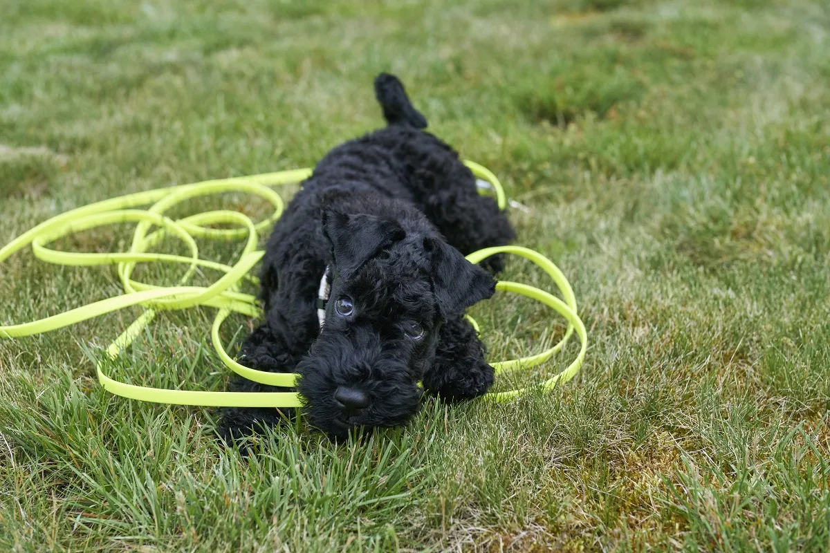 Kerry blue terrier k&ouml;ly&ouml;k