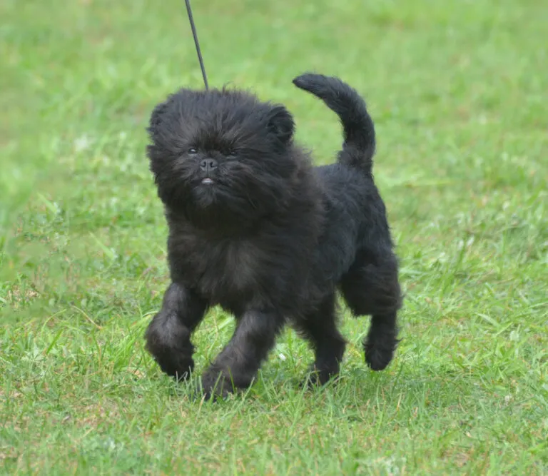 Affenpinscher a réten