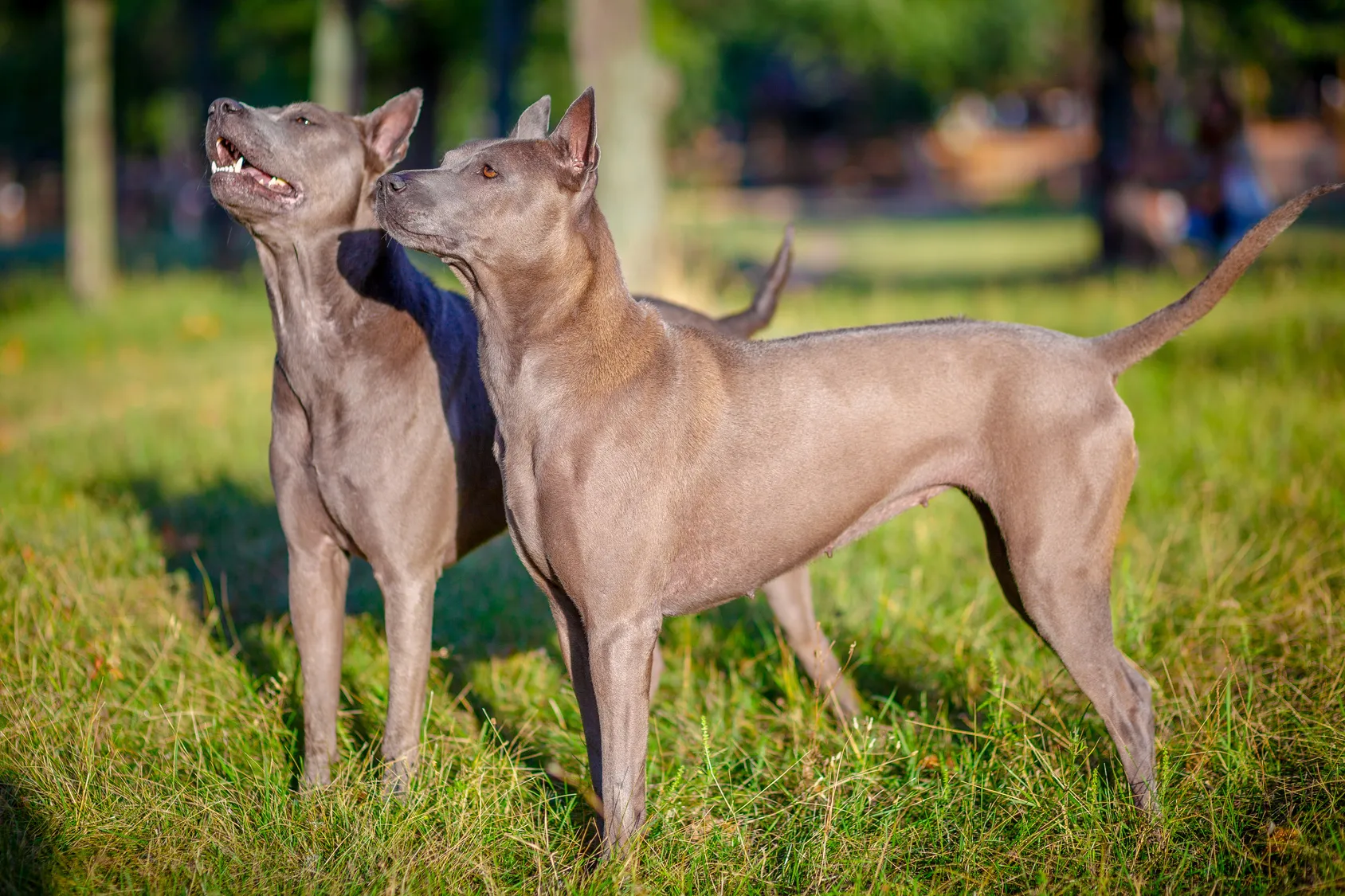 Thai Ridgeback kuty&aacute;k