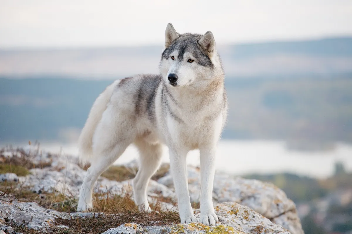 Szib&eacute;riai husky