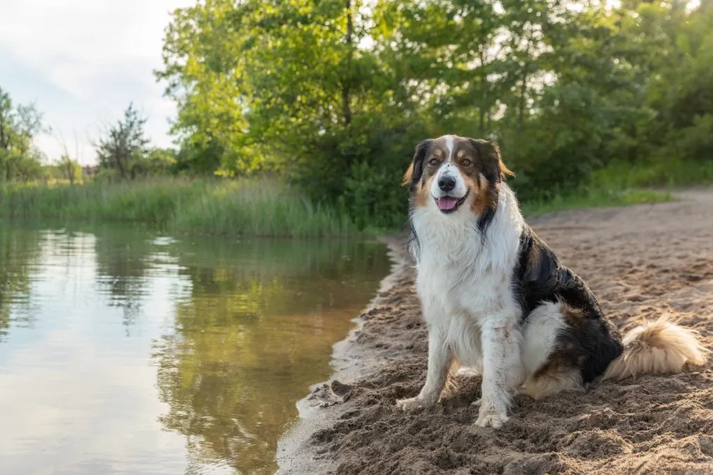 English Shepherd a t&oacute;n&aacute;l