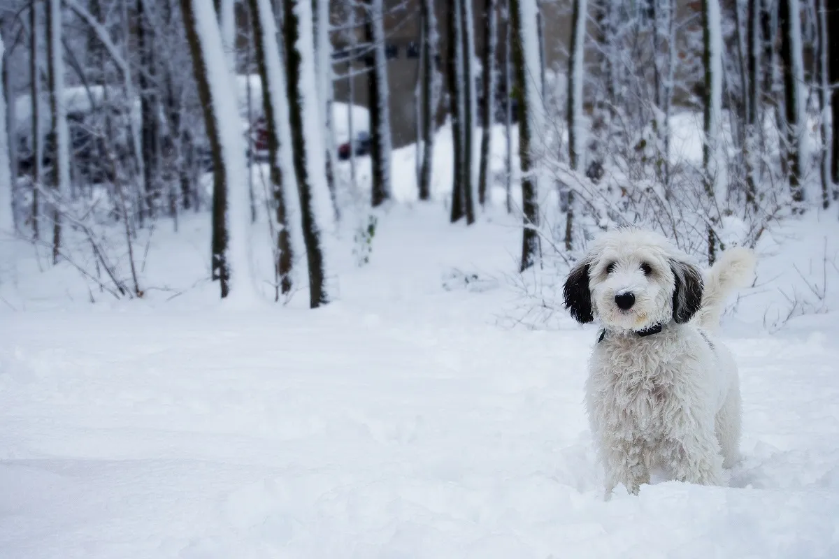 Sheepadoodle a h&oacute;ban