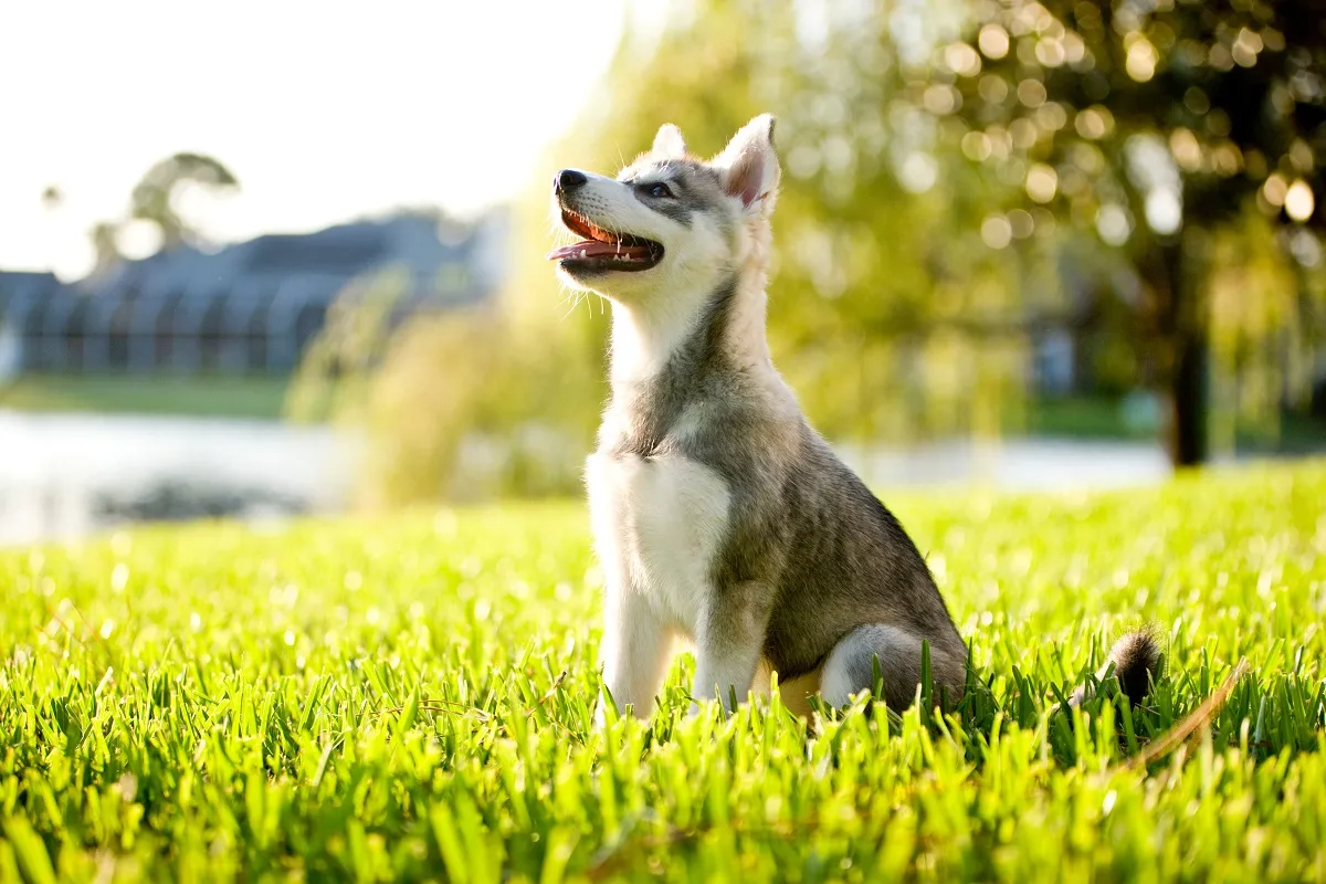Alaszkai klee kai