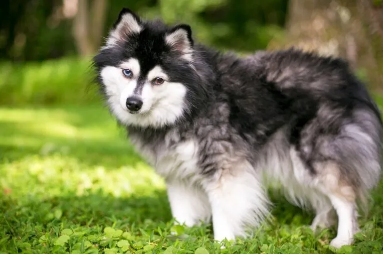 Alaszkai klee kai