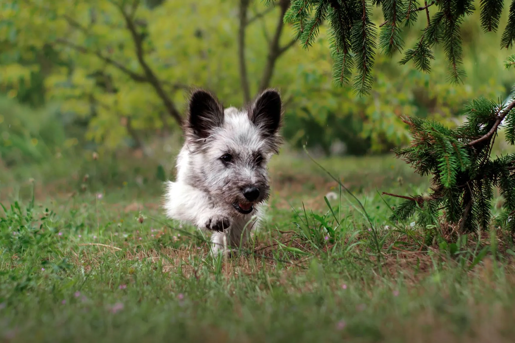 Skye terrier k&ouml;ly&ouml;k az erdőben