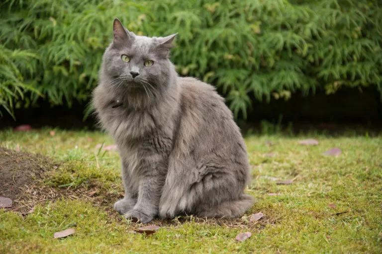 nebelung a fűben nebelung a fűben