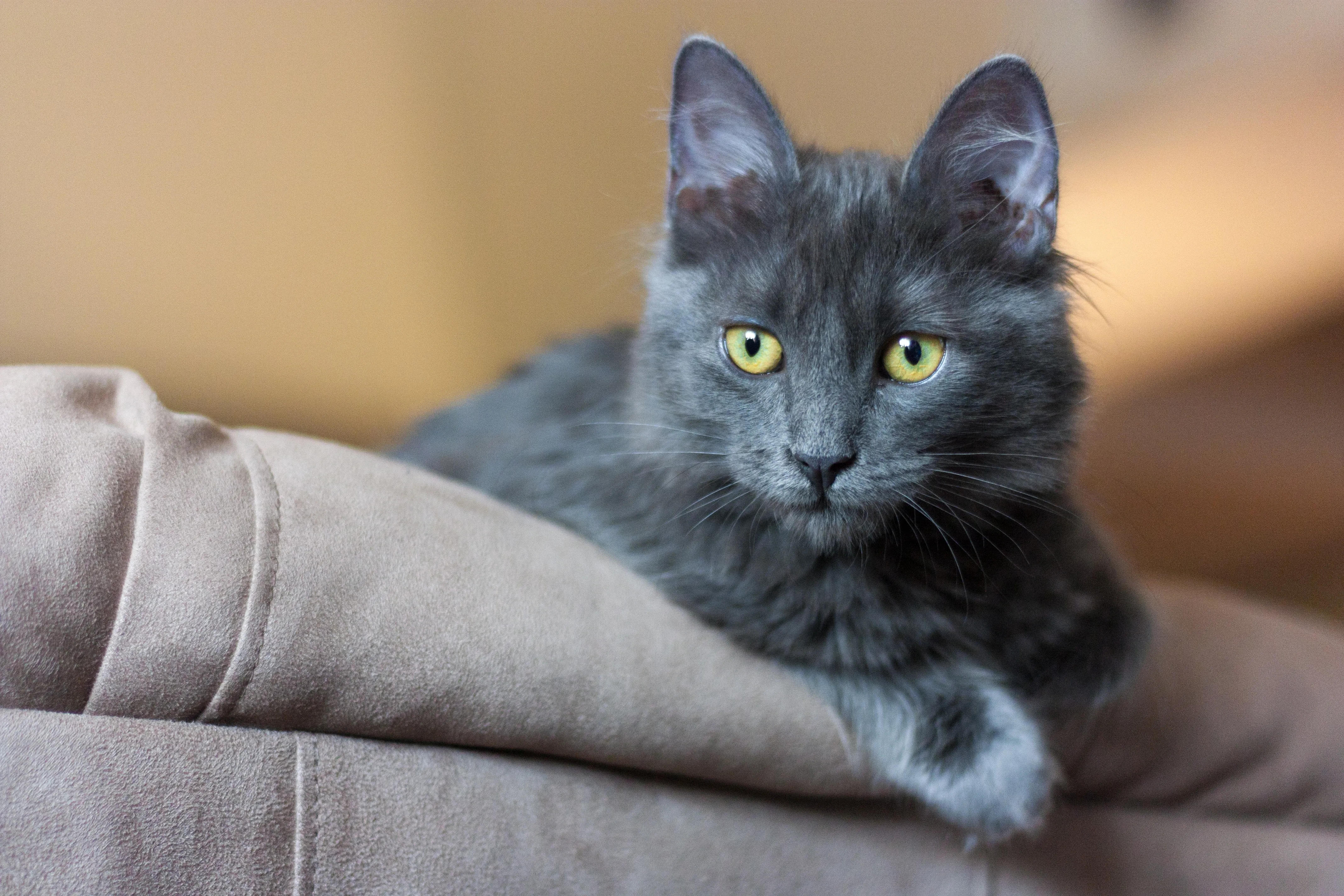 nebelung kiscica