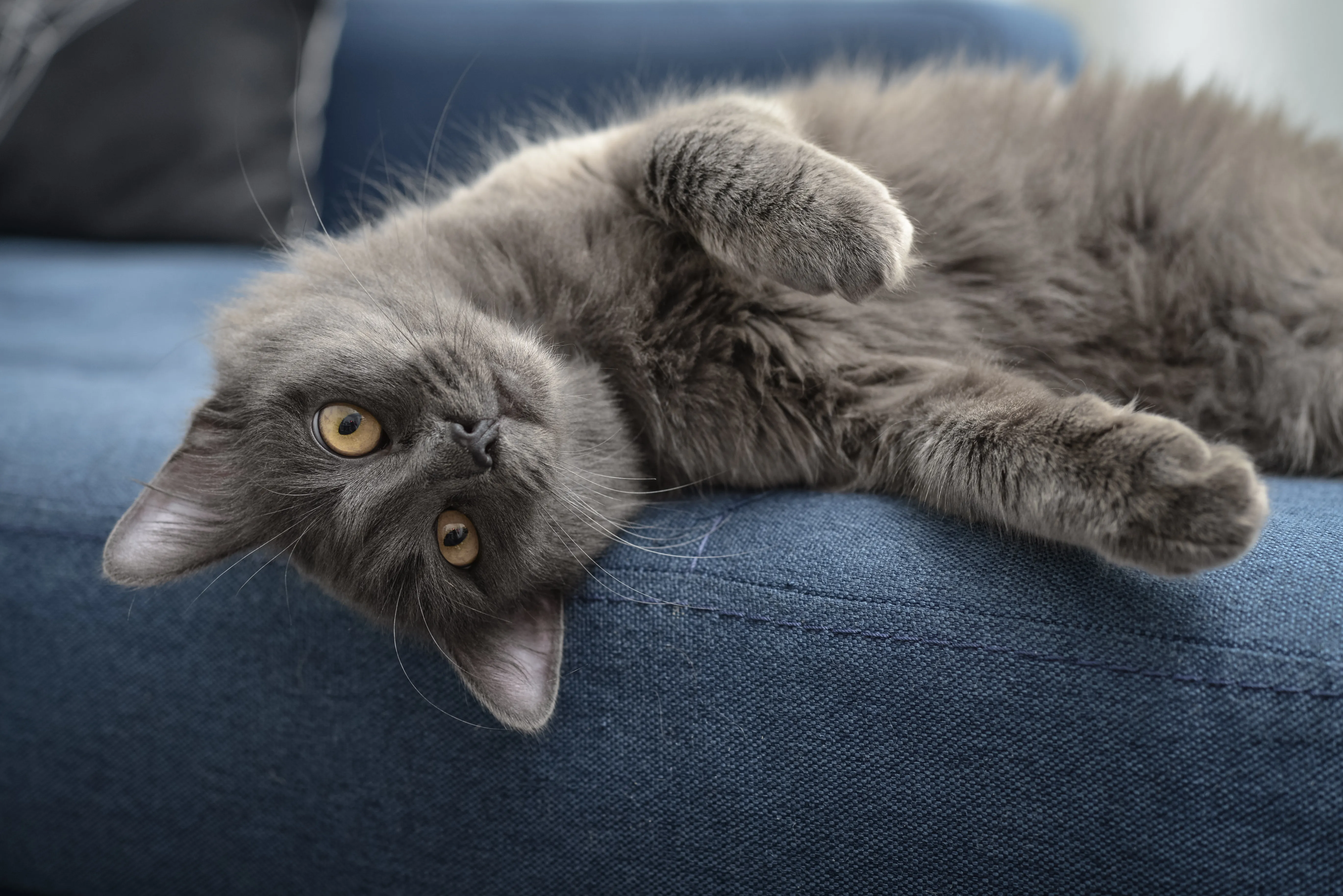 a nebelung j&aacute;tszani szeretne