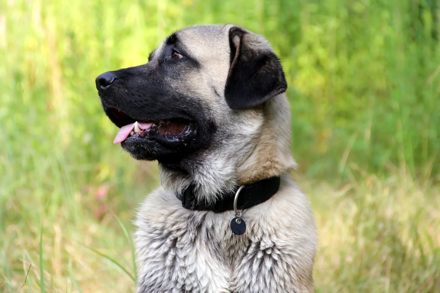 Kangal kutya figyelmesen őrk&ouml;dik egy udvarban, nyugodt, &eacute;ber testtart&aacute;ssal
