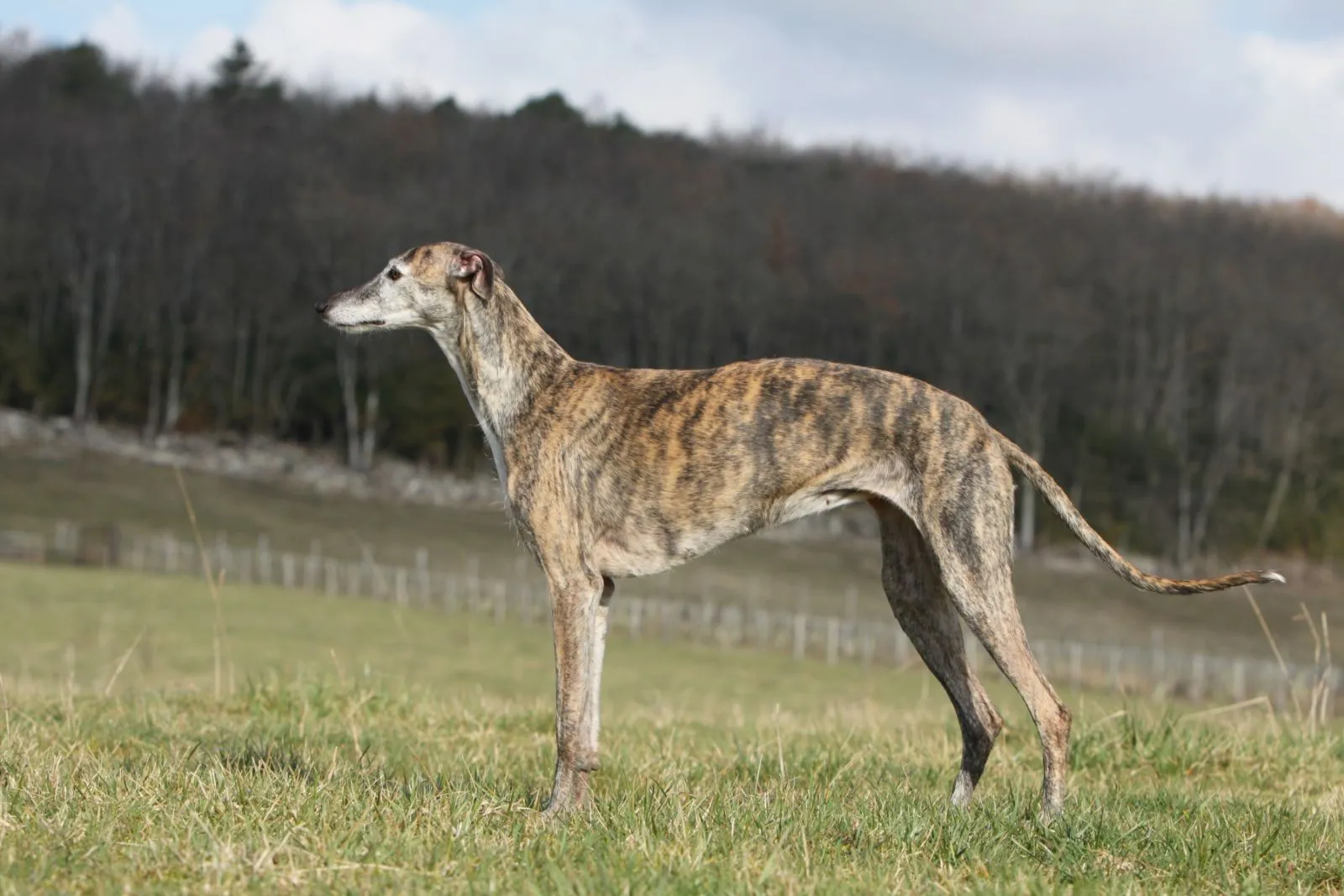 Galgo Espa&ntilde;ol cs&iacute;kos
