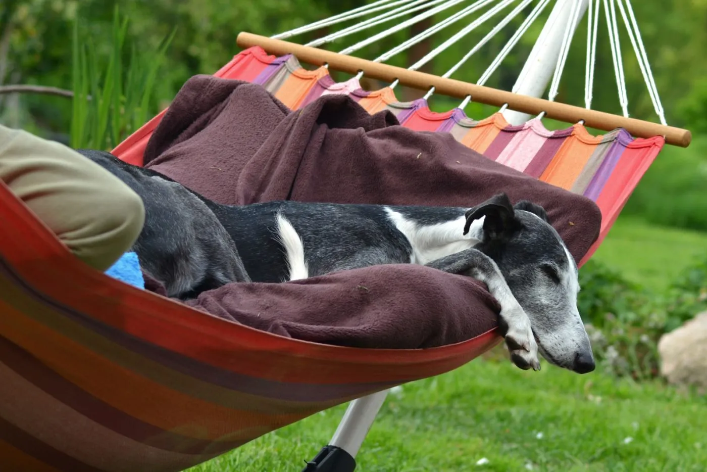 A galgo espa&ntilde;ol szeret &ouml;sszeb&uacute;jni