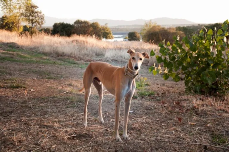 Egy galgo español a kamerába néz