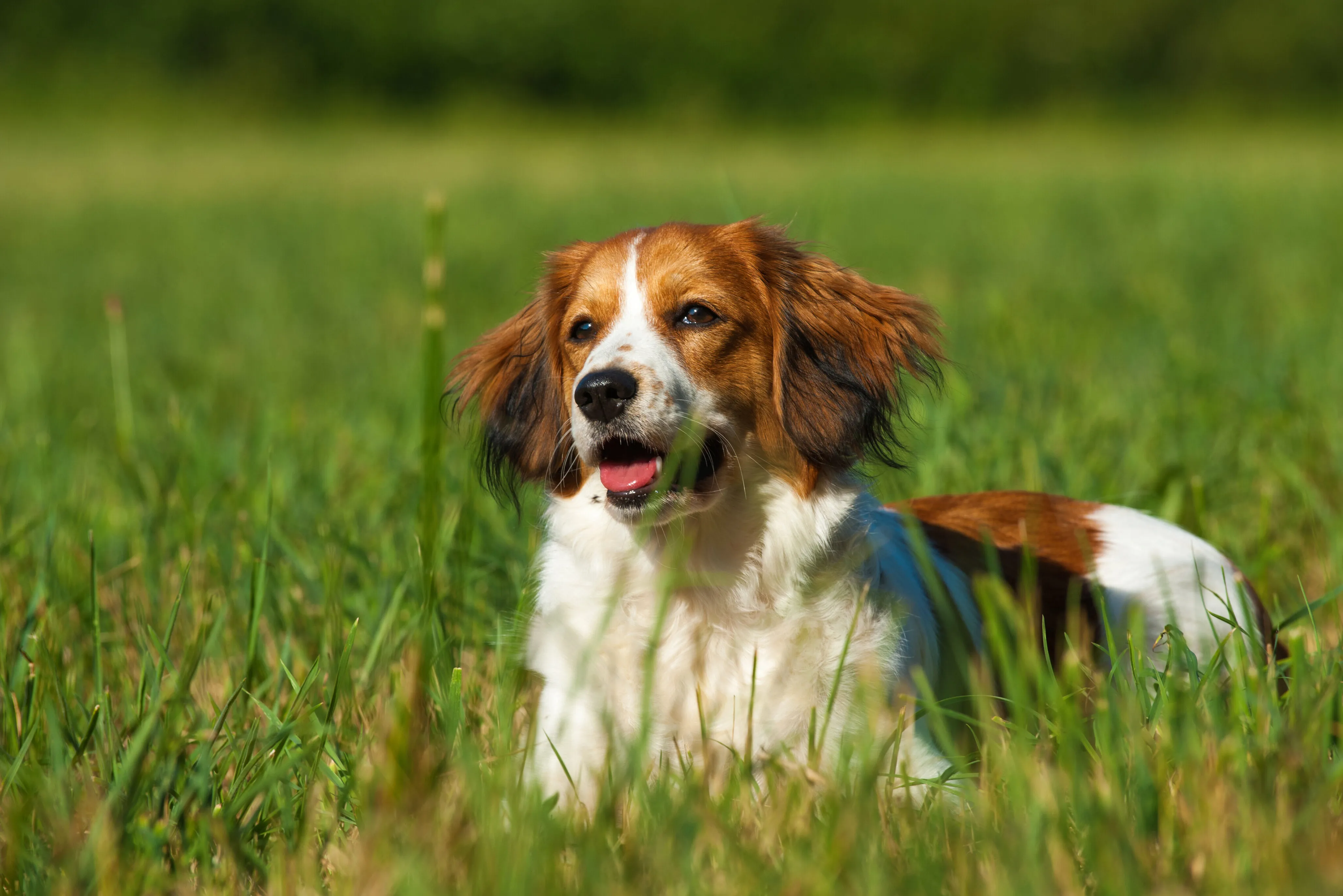 Kooikerhondje k&ouml;z&eacute;phossz&uacute; szőrzet&eacute;nek &aacute;tvizsg&aacute;l&aacute;sa s&eacute;ta ut&aacute;n kullancsok &eacute;s szennyeződ&eacute;sek miatt